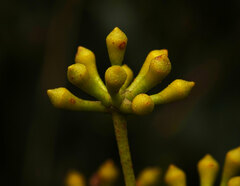 Eucalyptus obliqua
