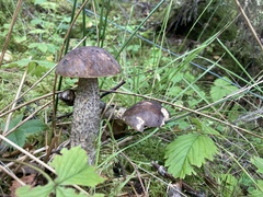 Leccinum variicolor