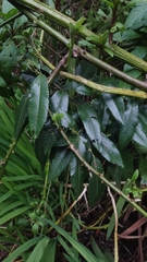 Caldcluvia paniculata