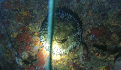 Oceanapia bartschi