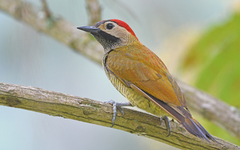 Colaptes rubiginosus