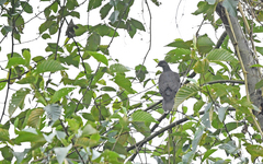 Patagioenas cayennensis