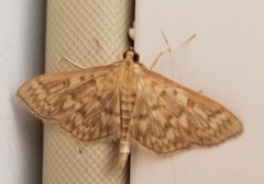 Herpetogramma pertextalis