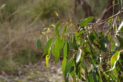 Eucalyptus obliqua