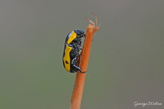 Phoxomeloides laticincta