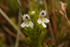 Euphrasia