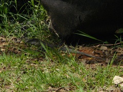 Ameiva praesignis