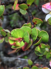 Boronia rhomboidea