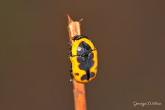 Phoxomeloides laticincta