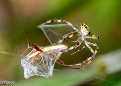 Argiope aetheroides