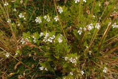 Euphrasia