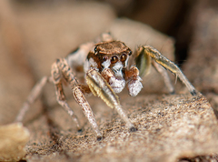 Habronattus gilaensis