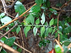 Ruscus aculeatus