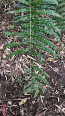 Blechnum chilense