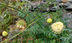 Cephalaria ambrosioides