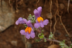 Linaria alpina