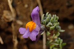 Linaria alpina