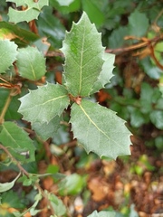 Quercus ilex