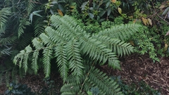 Lophosoria quadripinnata
