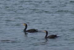 Phalacrocorax carbo