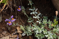 Linaria alpina