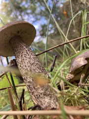 Leccinum variicolor