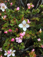 Boronia rhomboidea