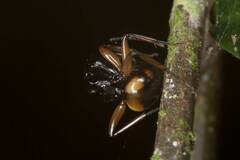 Polyrhachis flavibasis