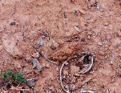 Chrotogonus hemipterus