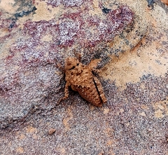 Chrotogonus hemipterus