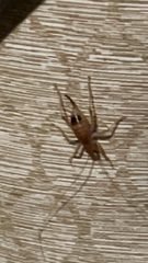 Camptonotus carolinensis