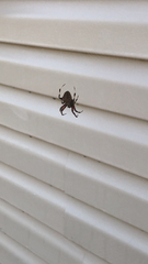 Neoscona domiciliorum