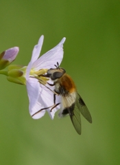 Leucozona lucorum