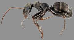 Formica subaenescens