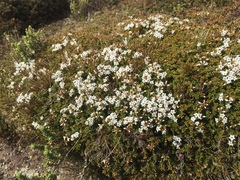 Epacris serpyllifolia