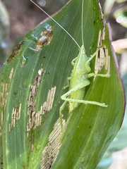 Copiphorini