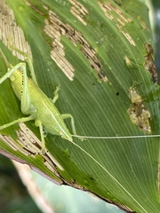 Copiphorini