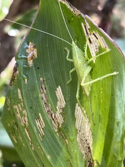 Copiphorini