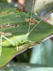 Copiphorini
