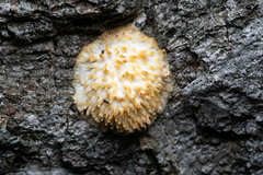 Radulomyces