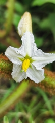 Solanum chrysotrichum