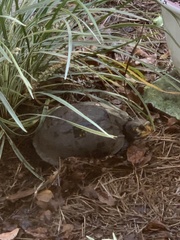 Terrapene carolina major