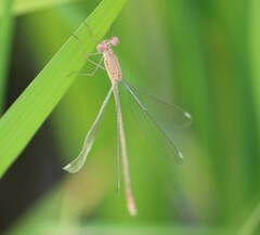 Lestes elatus