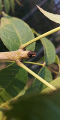 Fraxinus nigra