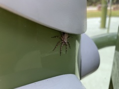 Selenops submaculosus