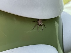 Selenops submaculosus