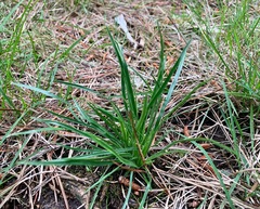Stylidium graminifolium