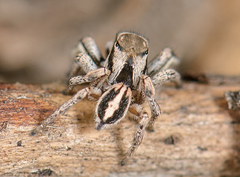 Habronattus gilaensis