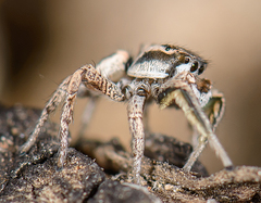 Habronattus gilaensis