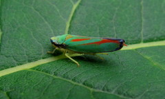 Graphocephala